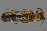 ǦW:Parapolybia nodosa