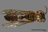 ǦW:Parapolybia nodosa