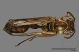 ǦW:Parapolybia nodosa