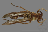 ǦW:Parapolybia nodosa