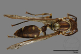 ǦW:Parapolybia nodosa