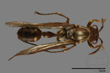 ǦW:Parapolybia nodosa