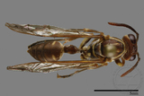 ǦW:Parapolybia nodosa