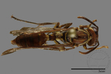 ǦW:Parapolybia nodosa