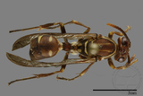 ǦW:Parapolybia nodosa