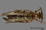 ǦW:Parapolybia nodosa