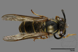 ǦW:Vespula flaviceps