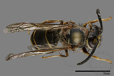 ǦW:Vespula flaviceps