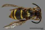 ǦW:Vespula arisana