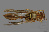 ǦW:Parapolybia nodosa