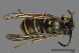 ǦW:Vespula rufa