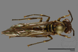 ǦW:Parapolybia nodosa