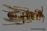 ǦW:Parapolybia nodosa