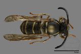 ǦW:Vespula flaviceps