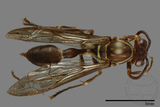 ǦW:Parapolybia nodosa