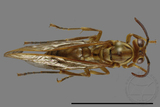 ǦW:Parapolybia takasagona