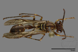 ǦW:Parapolybia nodosa