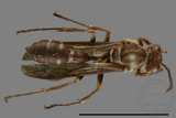 ǦW:Parapolybia nodosa