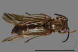 ǦW:Parapolybia nodosa