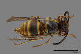 ǦW:Vespula arisana