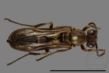 ǦW:Parapolybia nodosa