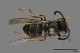 ǦW:Vespula flaviceps