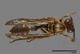 ǦW:Parapolybia nodosa