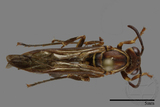 ǦW:Parapolybia nodosa