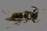 ǦW:Vespula flaviceps