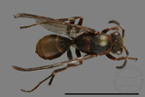 ǦW:Polistes eboshinus