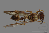 ǦW:Parapolybia nodosa