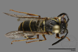 ǦW:Vespula flaviceps