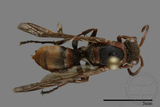 ǦW:Polistes eboshinus