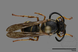 ǦW:Vespula flaviceps