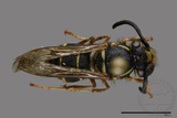 ǦW:Vespula flaviceps