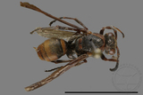 ǦW:Polistes eboshinus