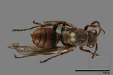 ǦW:Polistes eboshinus