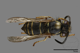 ǦW:Vespula flaviceps