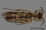 ǦW:Parapolybia nodosa