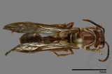 ǦW:Parapolybia nodosa