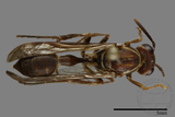 ǦW:Parapolybia nodosa