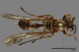 ǦW:Parapolybia nodosa