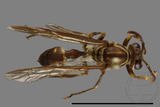 ǦW:Parapolybia nodosa