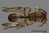 ǦW:Parapolybia nodosa