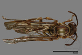 ǦW:Parapolybia nodosa