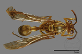 ǦW:Parapolybia takasagona