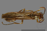 ǦW:Parapolybia takasagona