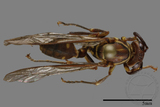 ǦW:Parapolybia nodosa