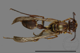 ǦW:Parapolybia nodosa