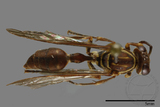 ǦW:Parapolybia nodosa